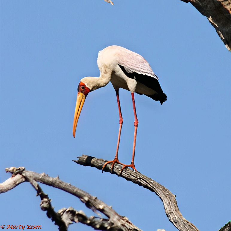 Yellow-Billed Stork