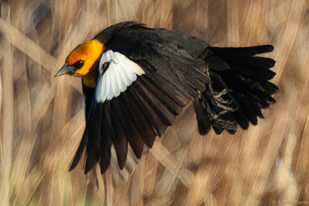 Photographing the Yellow-headed Blackbird