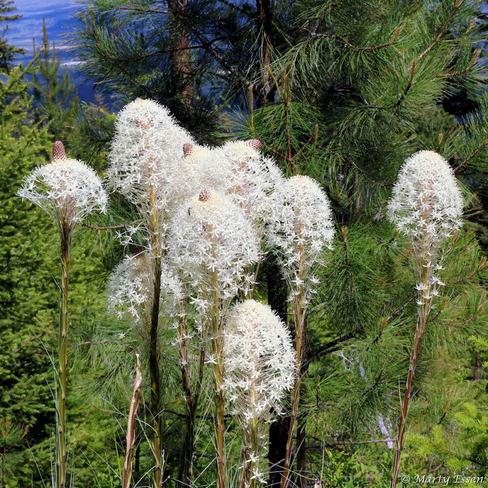 Bear Grass at the Secret Spot