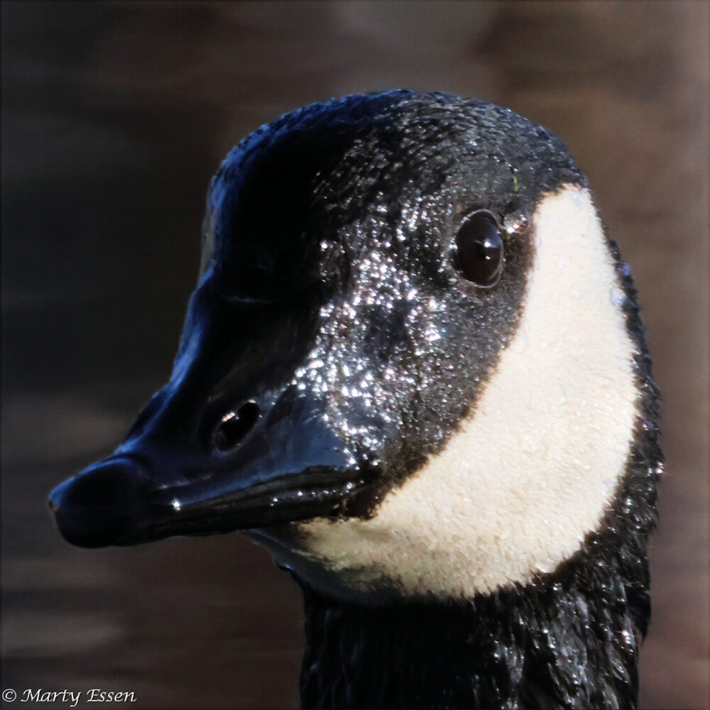 The Canada Goose Close-Up