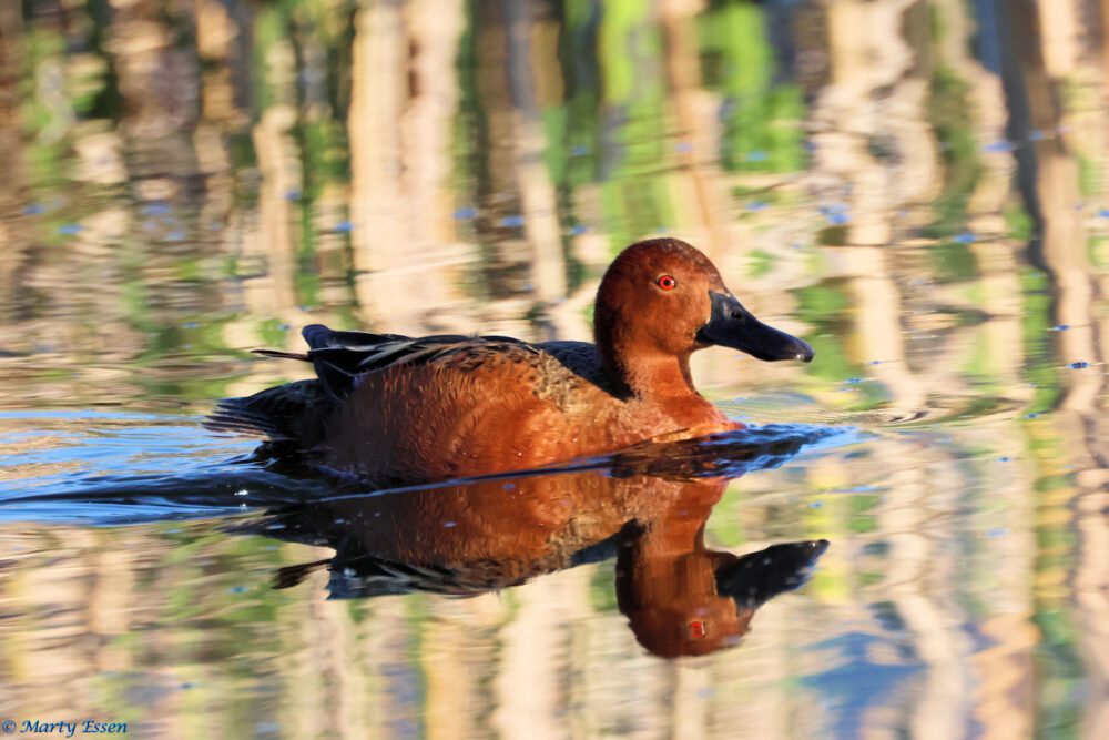 The Pretty Cinnamon Teal
