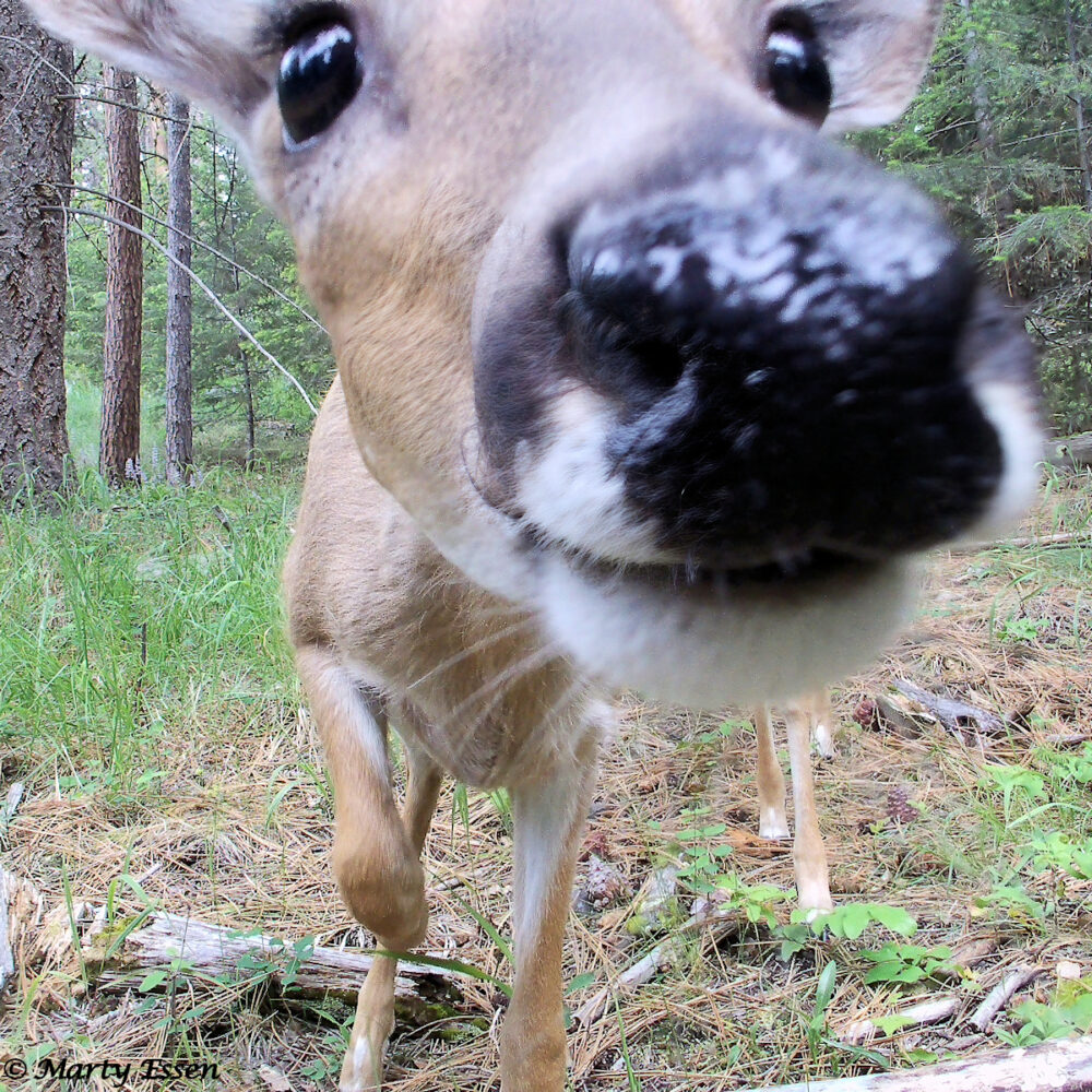 The Curious Deer