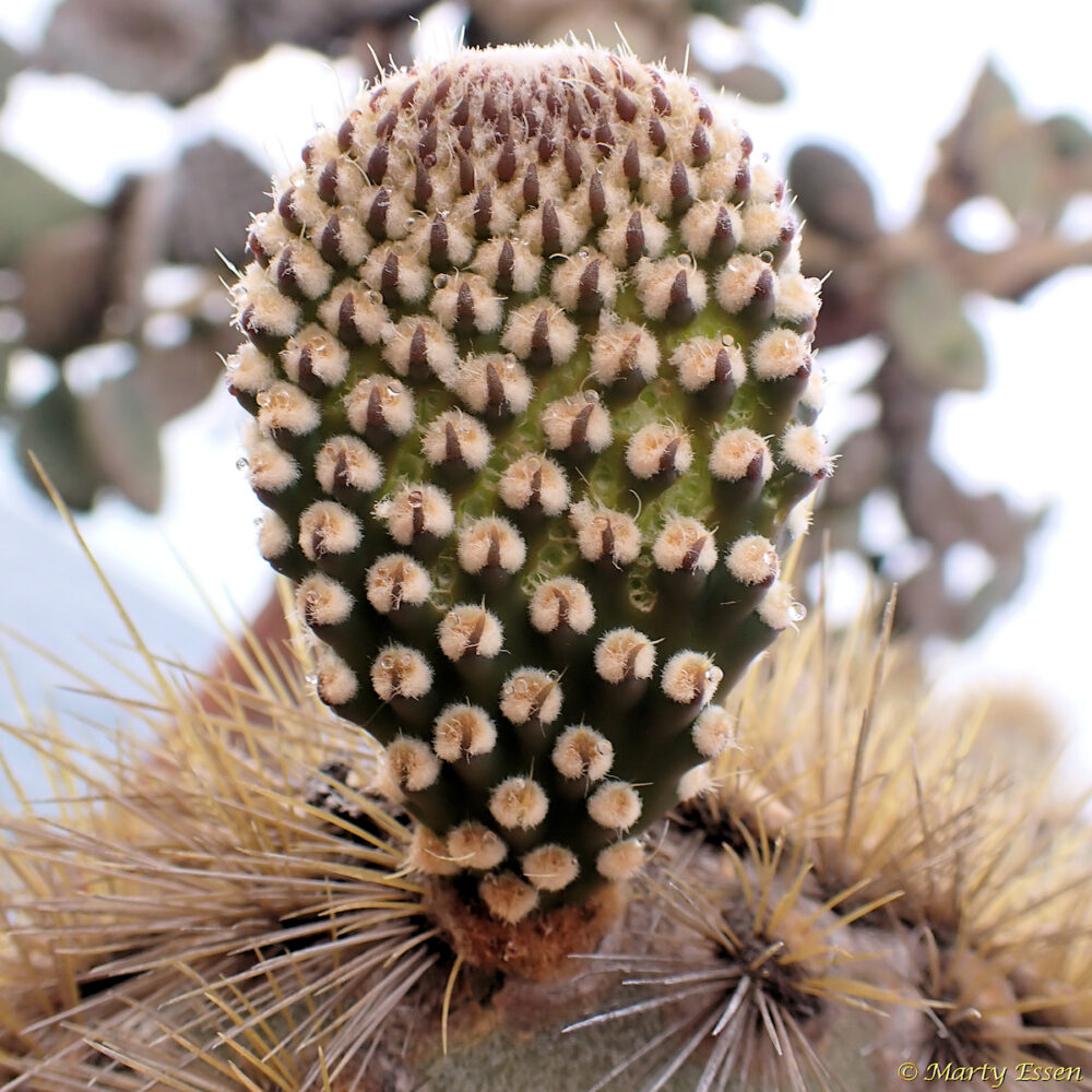 Cactus Cladode