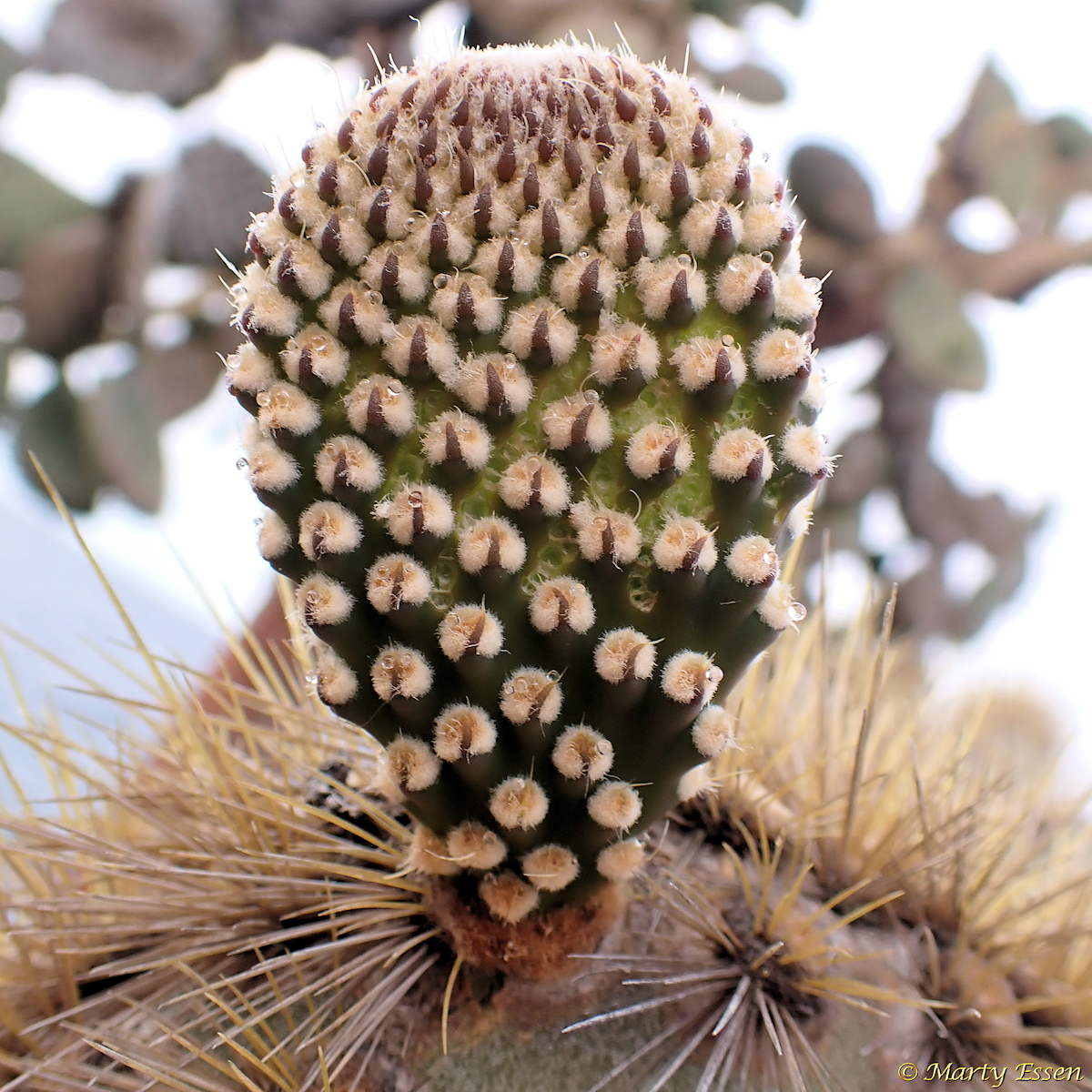 Cactus Cladode - Around the World with Marty Essen