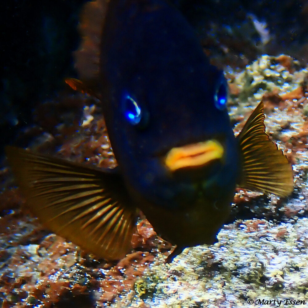 Galapagos Gregory