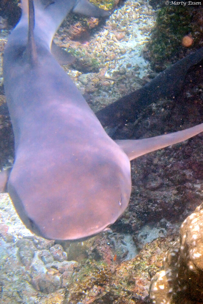 I Love Sharks
