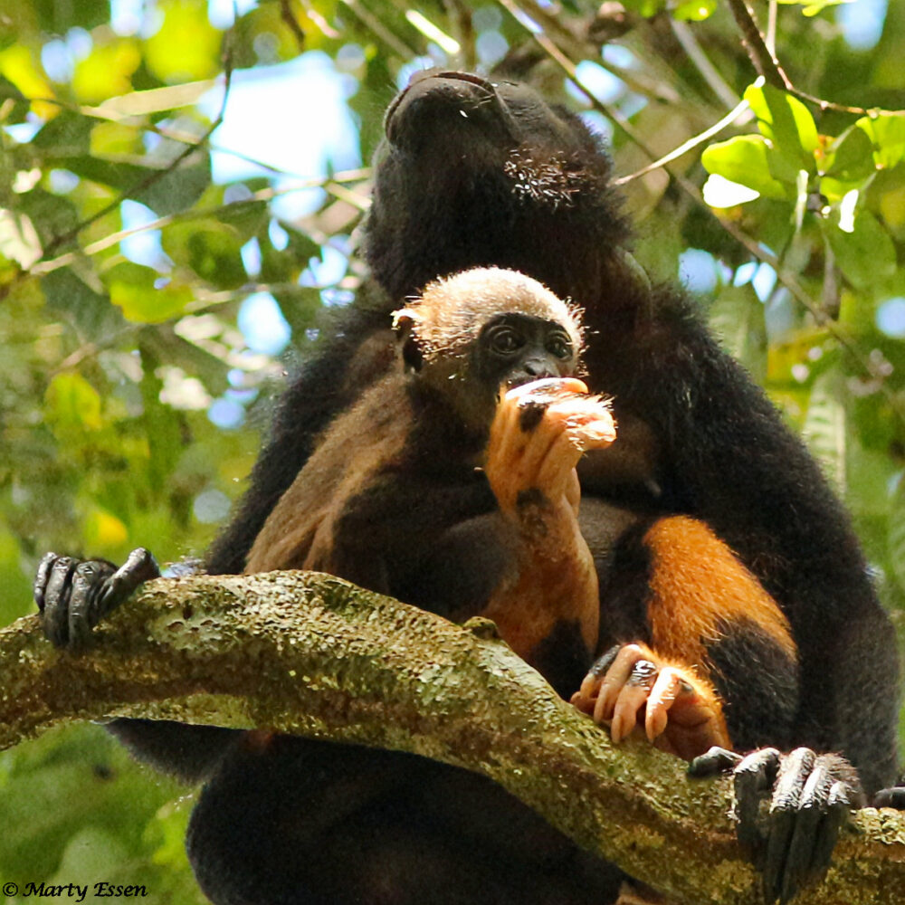 Mother and Baby Howler Monkey
