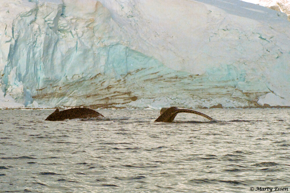 Antarctica Humpback