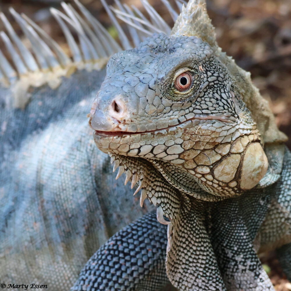 The Green Iguana of Bonaire