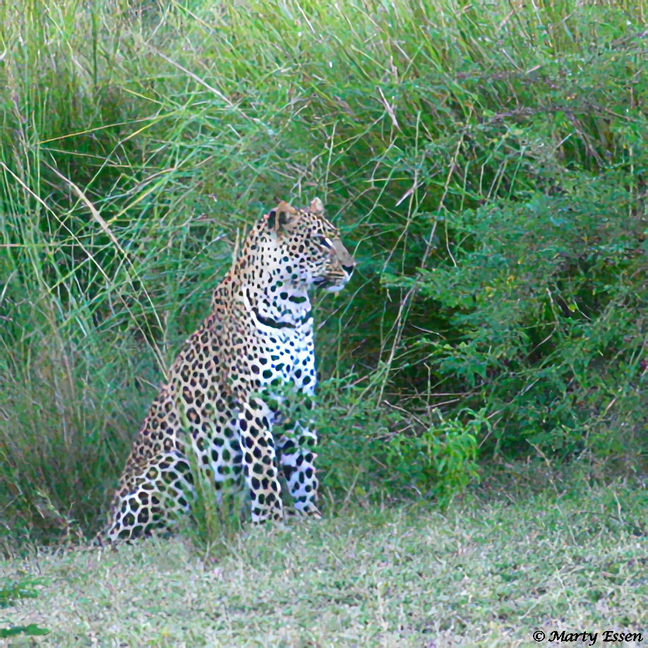 The Evening Leopard