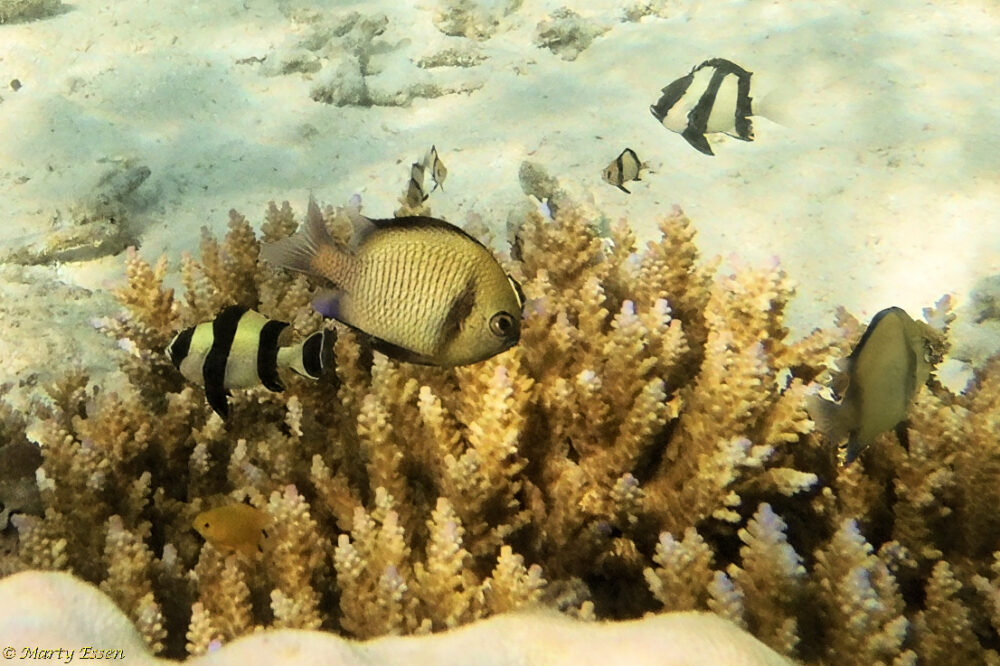 Reticulated Dascyllus and Black-tailed Dascyllus