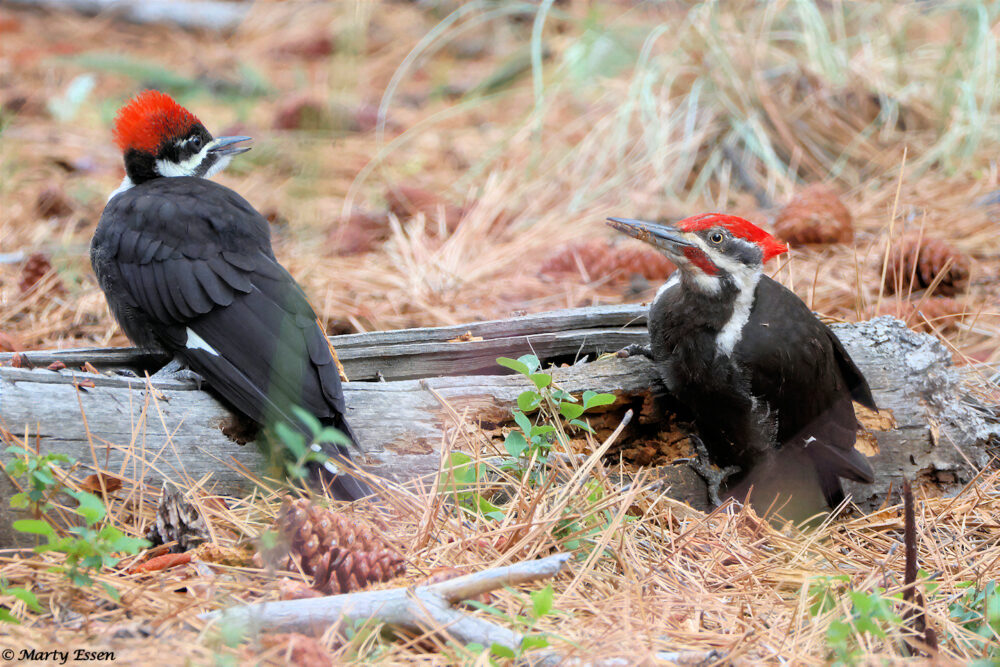 Pileated Woodpeckers at Work