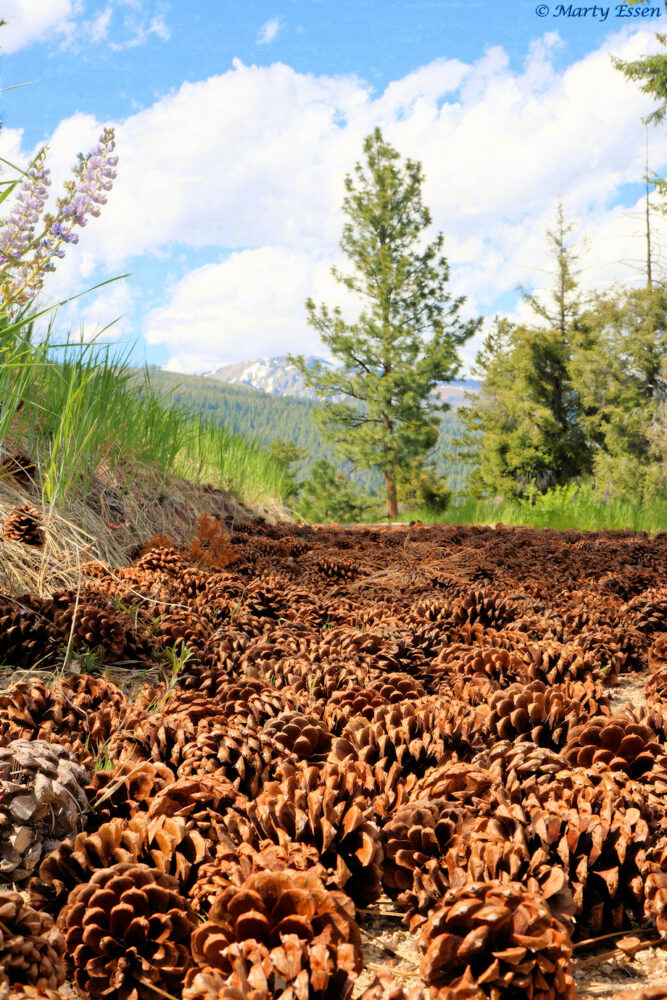 An Army of Pine Cones