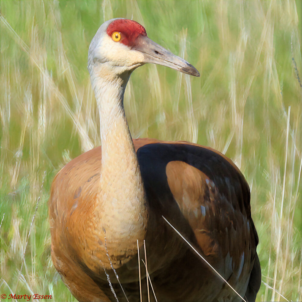 Sandhill Crane