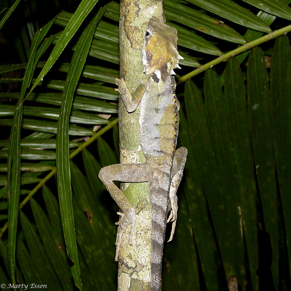 The Unusual Boyd’s Forest Dragon
