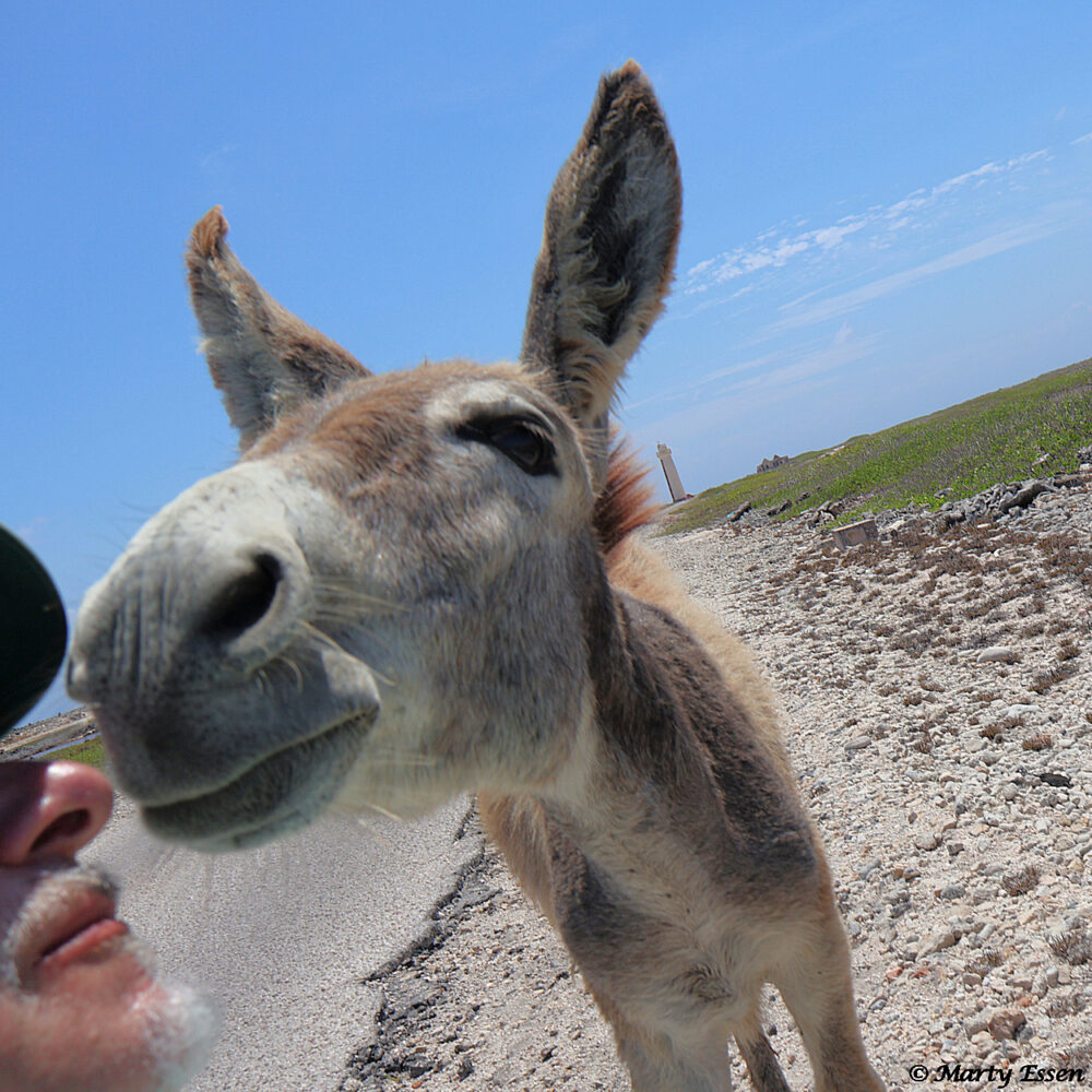 Comparing Noses