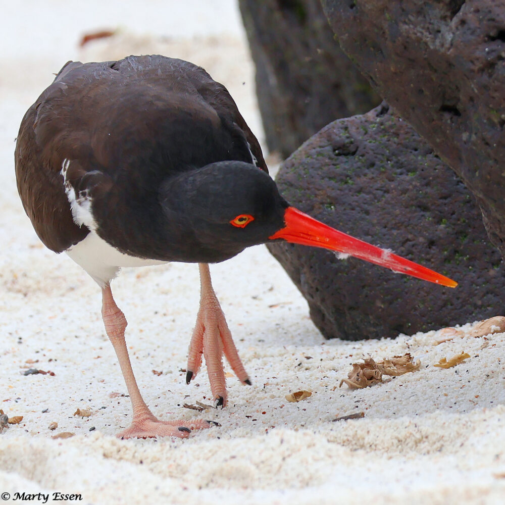 American Oystercatcher on the Hunt