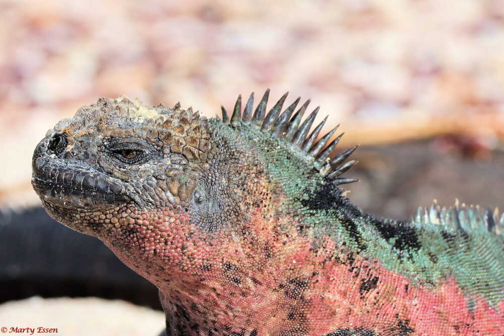 Christmas Tree Marine Iguana