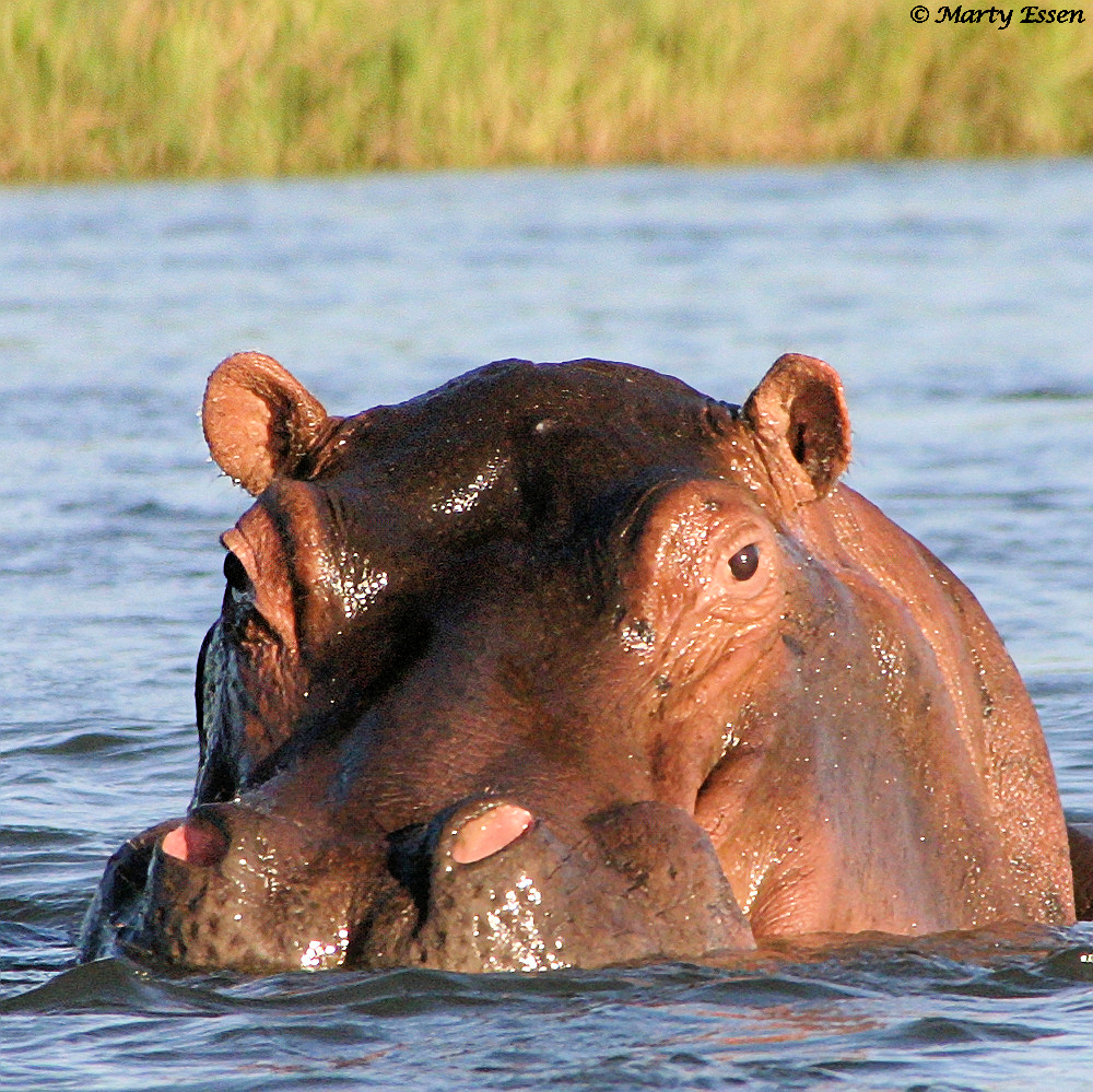 Up Close with a Hippo
