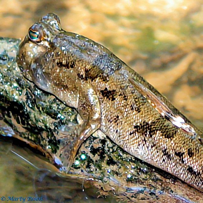 Mudskipper