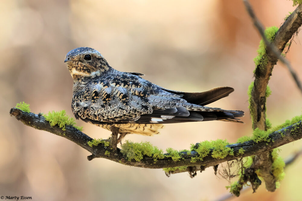 Nighthawk Portrait