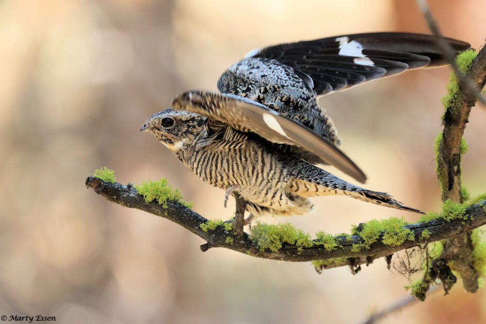 Nellie’s Nighthawk