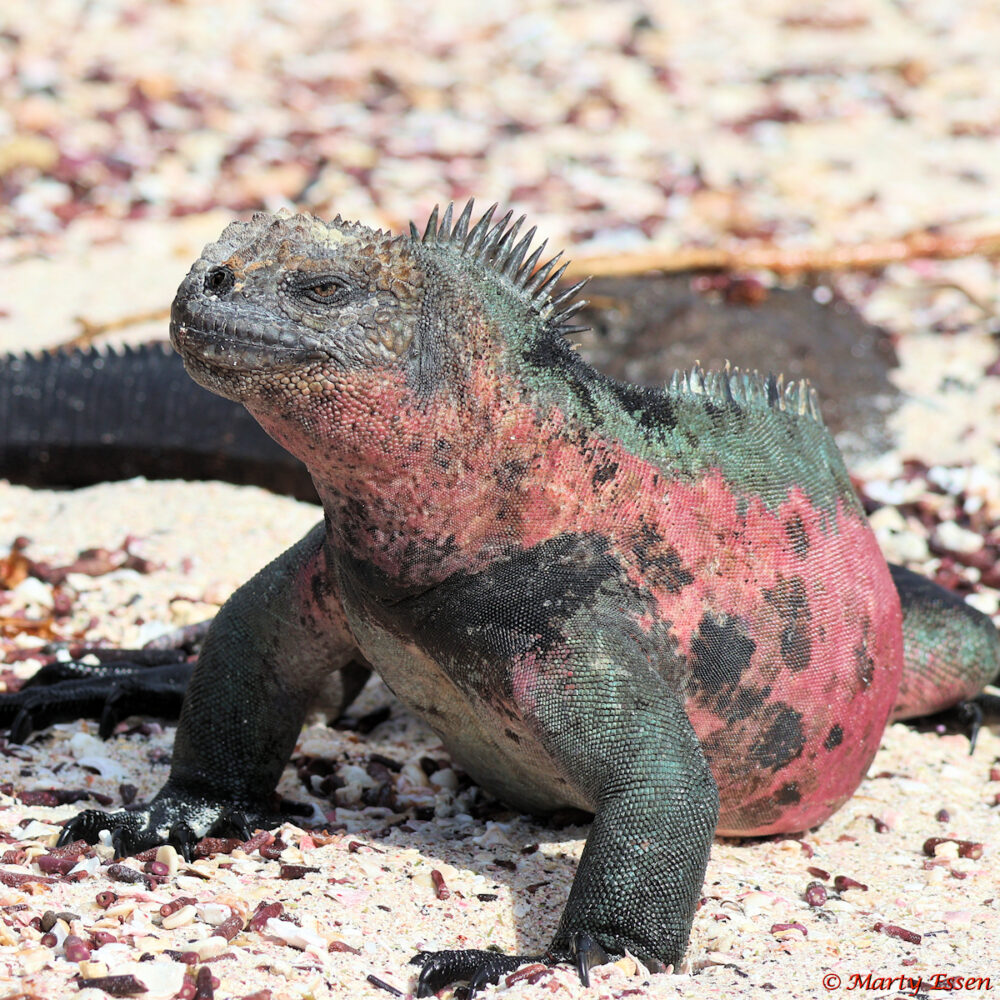 Christmas Tree Marine Iguana, Male