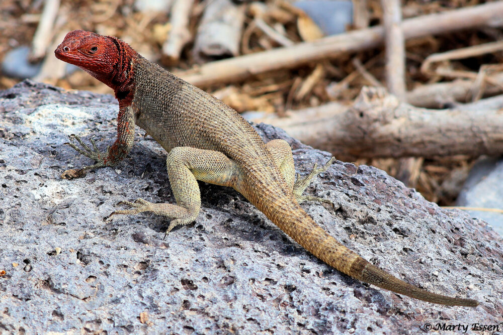 Lava Lizard on Lava