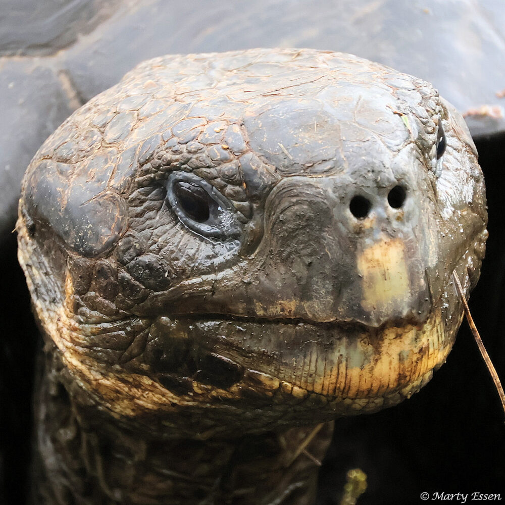 Not Mitch McConnell