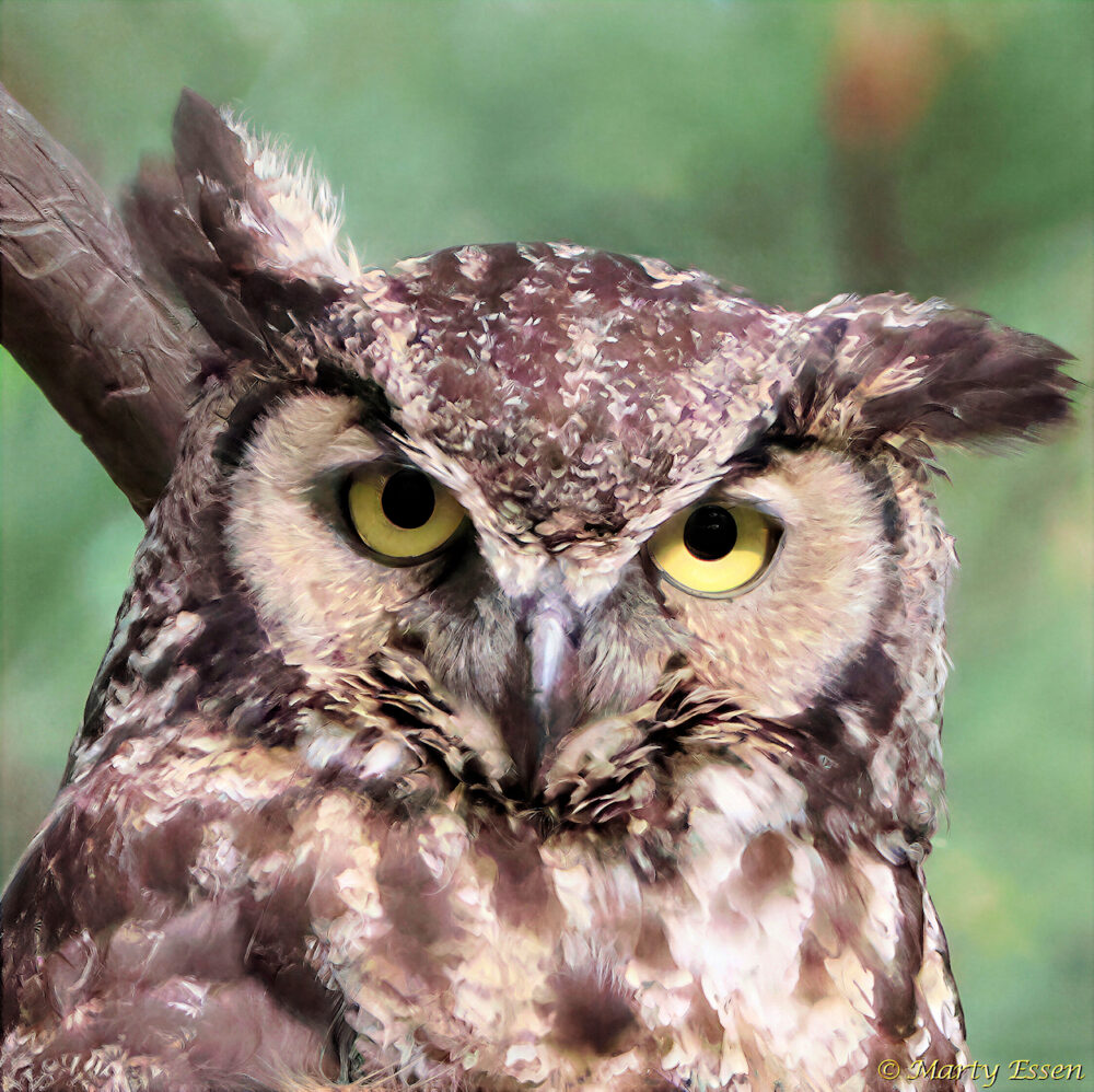 Up Close with a Great Horned Owl