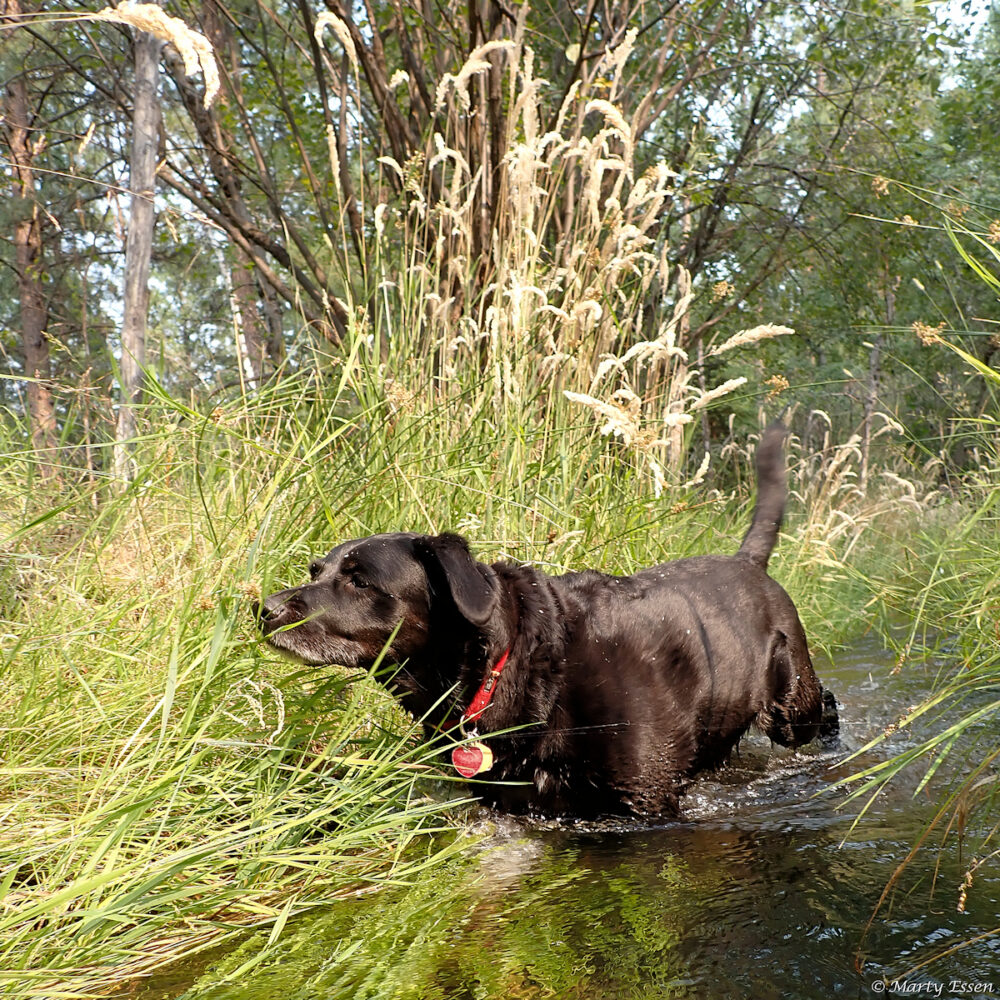 Nellie’s Hydrotheropy