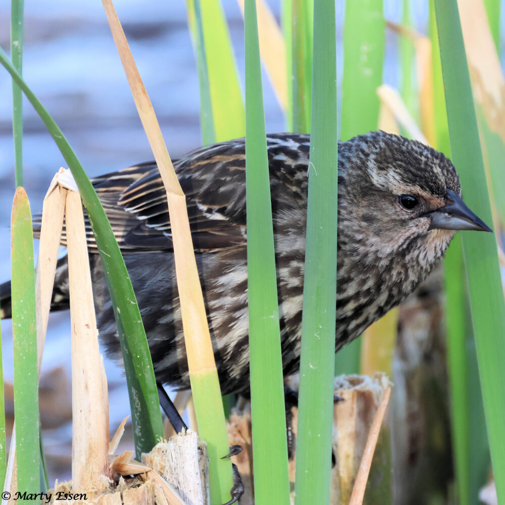 Female Red-Winged Blackbird
