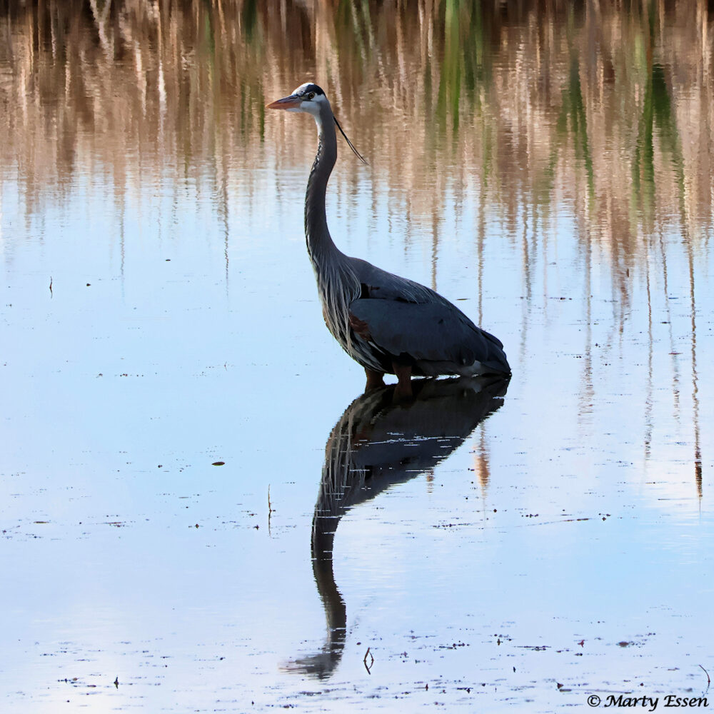 Great Blue Heron or Loch Ness Monster?