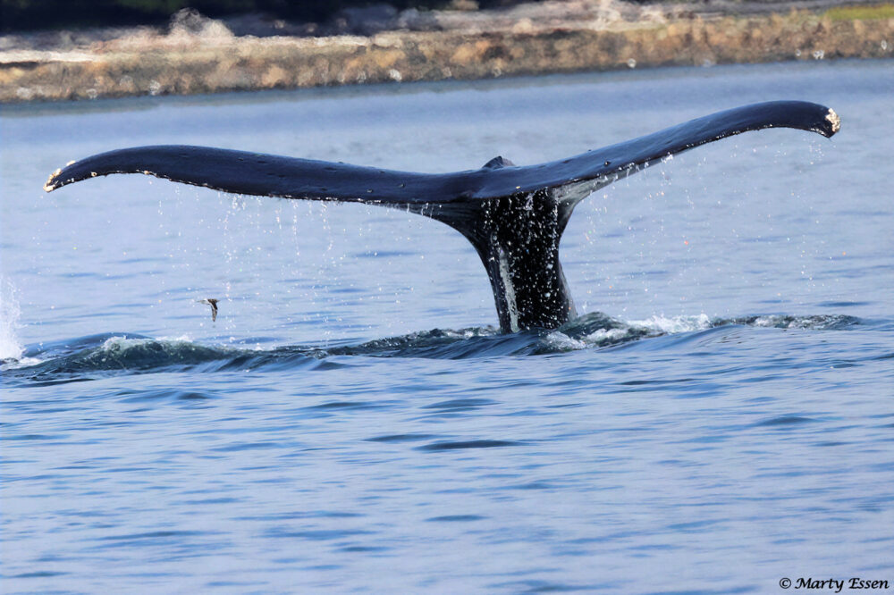 Humpbacks Off Vancouver Island