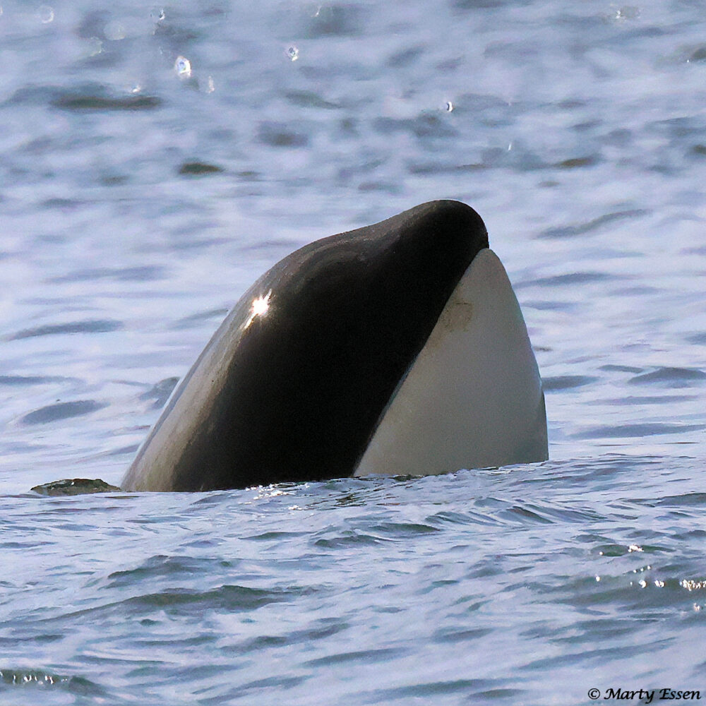 Spyhopping Orca Whale