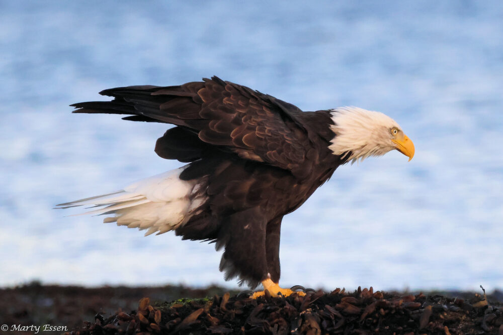 The Bald Eagle Smorgasbord