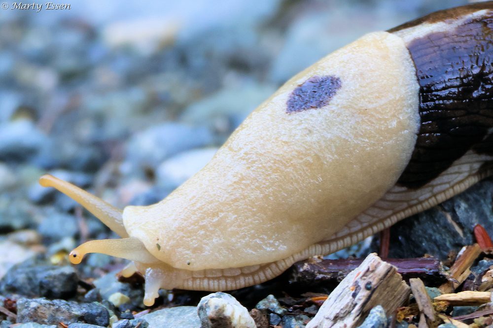 A Banana Slug Fest