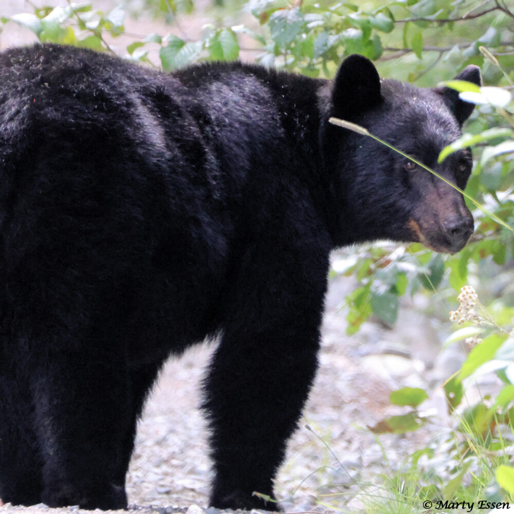 Vancouver Island Black Bears