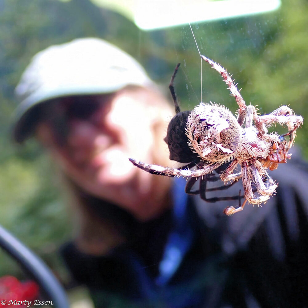 They Grow Them Large on Vancouver Island