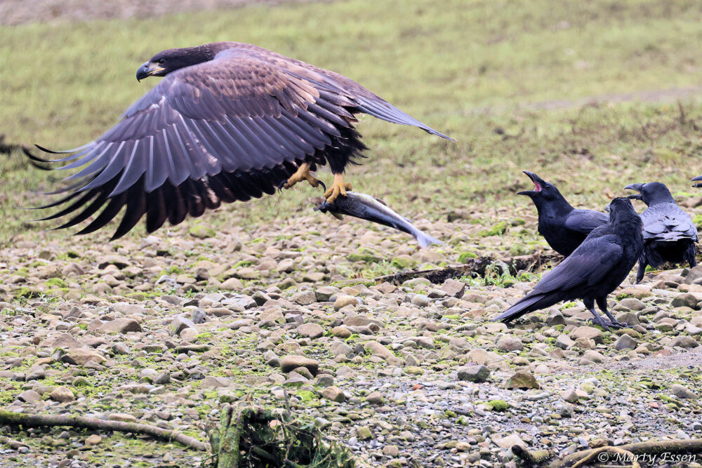 Golden Eagle vs. Ravens