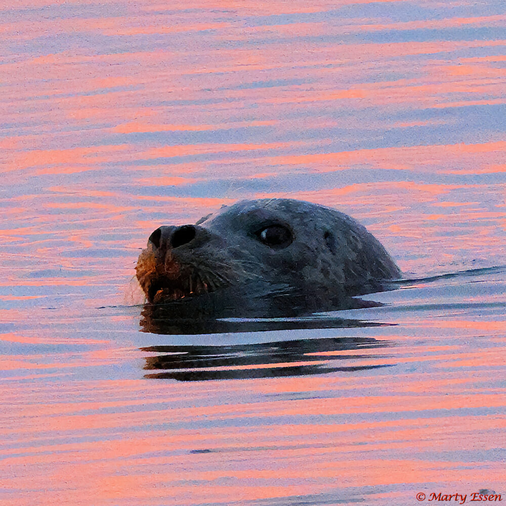 Harbor Seal at Sunset
