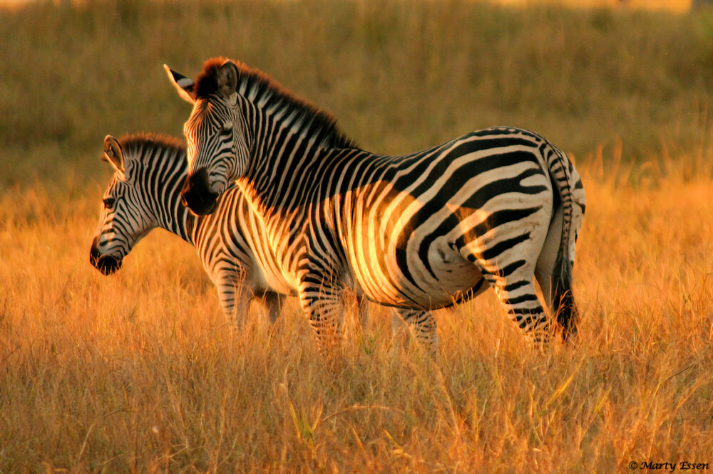 Zebras in Zimbabwe