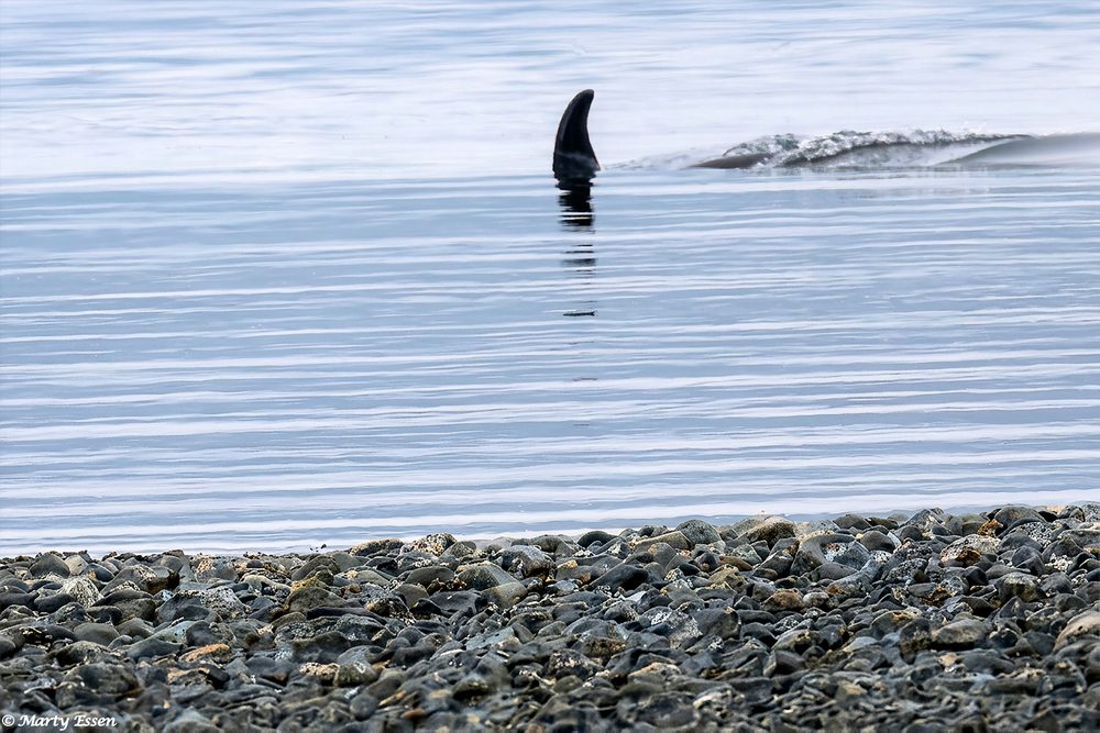 Orcas Closer than I Immagined