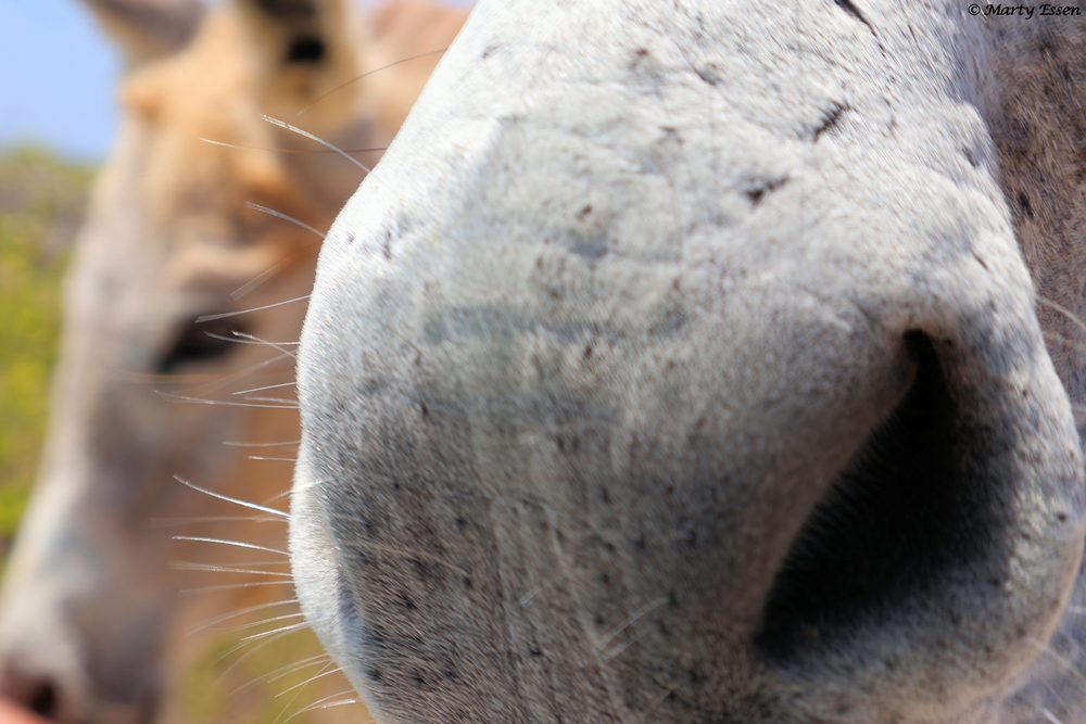 Wild Donkey Photobomb
