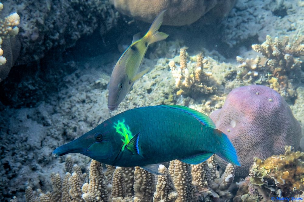 The Transgender Bird Wrasse