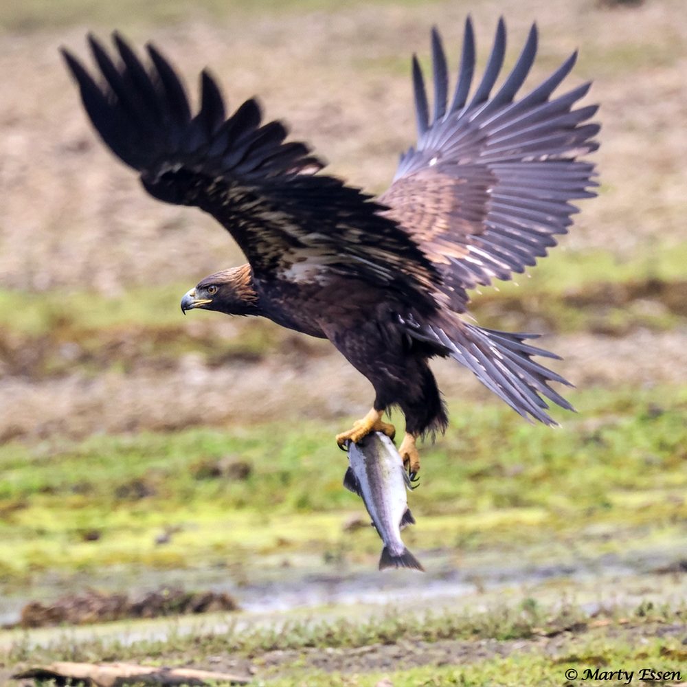 Bald Eagle Getaway