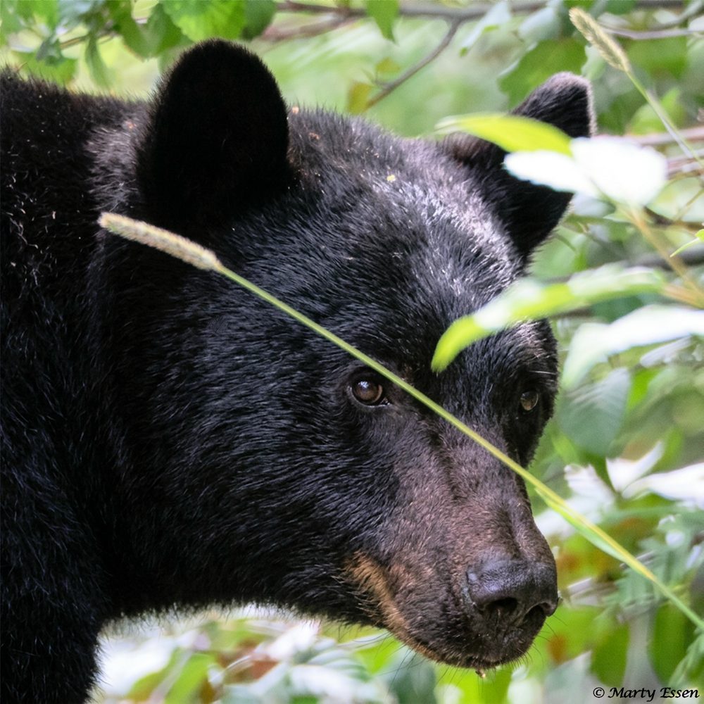 Bears on Vancouver Island