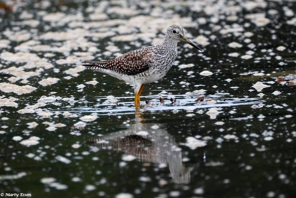 Reflection of a Greater Yellowlegs