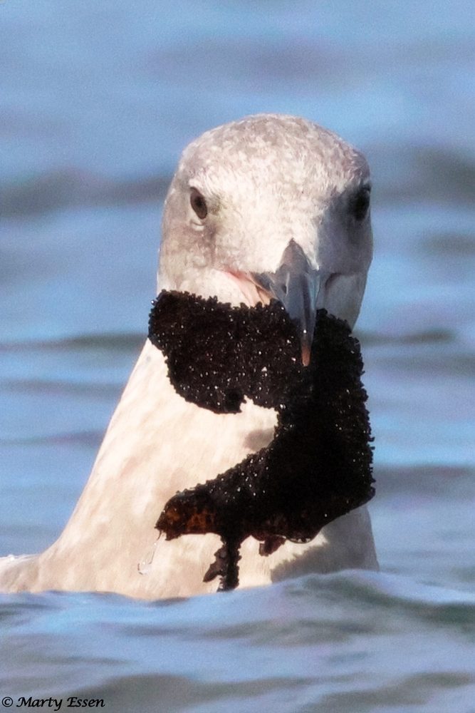 What’s In the Gull’s Mouth?